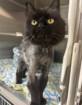 Domestic Long Hair Cats Available for Adoption - Cereal | PetCurious