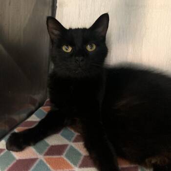 Domestic Short Hair Cats Available for Adoption - Tiger Lily | PetCurious