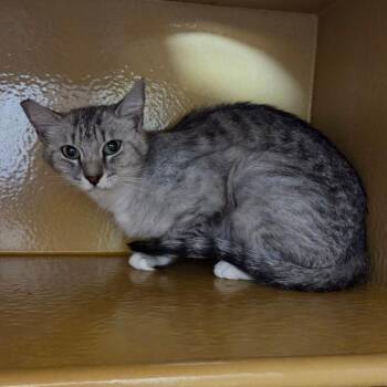 Aspen 54066 -  Domestic Short Hair Cat for Adoption in Las Vegas, Nevada - Aspen 54066 | PetCurious