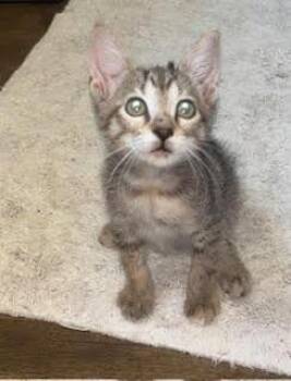 Sarii-San -  Domestic Short Hair Cat for Adoption in North Richland Hills, Texas - Sarii-San | PetCurious
