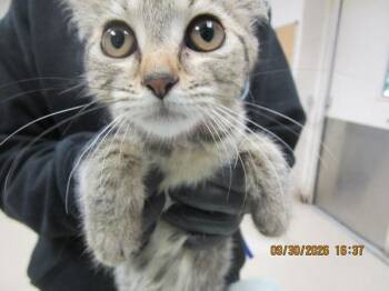 (646) -  Domestic Short Hair Cat for Adoption in Marietta, Georgia - (646) | PetCurious