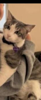 Domestic Short Hair Cats Available for Adoption - Snickers | PetCurious