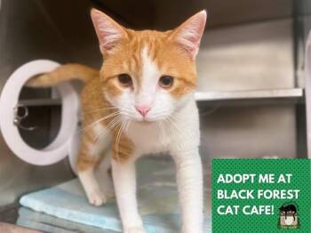 JULIUS -  Domestic Short Hair Cat for Adoption in Fort Wayne, Indiana - JULIUS | PetCurious