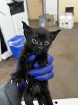 TWIX -  Domestic Medium Hair Cat for Adoption in Dallas, Texas - TWIX | PetCurious