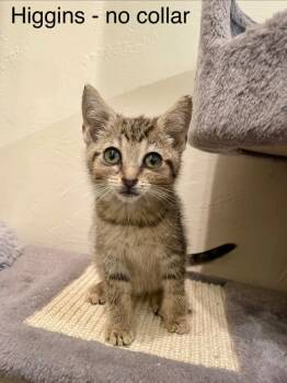Higgins -  Domestic Medium Hair Cat for Adoption in New Kensington, Pennsylvania - Higgins | PetCurious