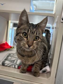 Rescue Domestic Short Hair Cats for Adoption - Jewel | PetCurious