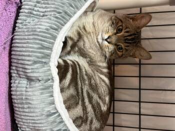 Rescue Tabby Cats for Adoption in East Amherst, New York - Milo | PetCurious