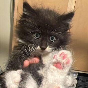 Rusty -  Domestic Long Hair Cat Available for Adoption in Winchester, Virginia - Rusty | PetCurious