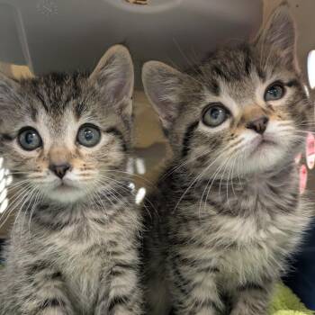 Chess -  Domestic Short Hair Cat for Adoption in South Burlington, Vermont - Chess | PetCurious