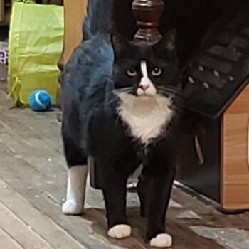Tot -  Domestic Short Hair Cat Available for Adoption in Johnstown, Pennsylvania - Tot | PetCurious