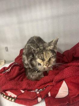 MARTA -  Domestic Short Hair Cat for Adoption in Palmetto, Florida - MARTA | PetCurious