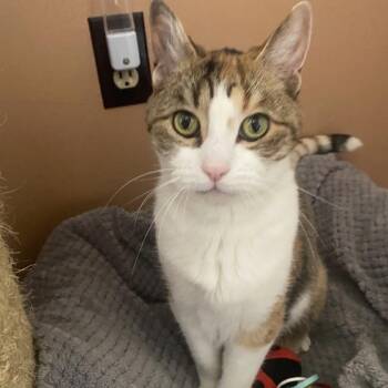 Halo -  Domestic Short Hair Cat for Adoption in Spokane, Washington - Halo | PetCurious