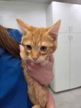 Domestic Short Hair Cats Available for Adoption - Pumpkin | PetCurious