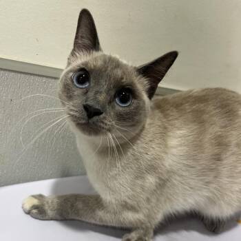Siamese Cats Available for Adoption in Tampa, Florida - Khalessi | PetCurious