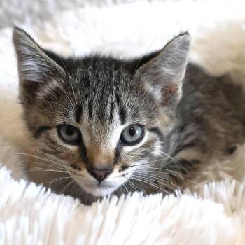 Sage -  Domestic Short Hair Cat for Adoption in Chaska, Minnesota - Sage | PetCurious