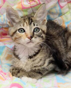 Domestic Short Hair and Extra Toes Cat Hemingway Polydactyl Cats Available for Adoption in Tierra Verde, Florida - Scarlet Witch | PetCurious