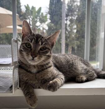 Rescue Domestic Short Hair Cats for Adoption in Villa Park, California - Maribel | PetCurious