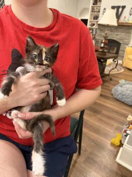 Eastern Wren (available for pre-adoption) -  Domestic Long Hair Cat for Adoption in Camden, South Carolina - Eastern Wren (available For Pre-adoption) | PetCurious