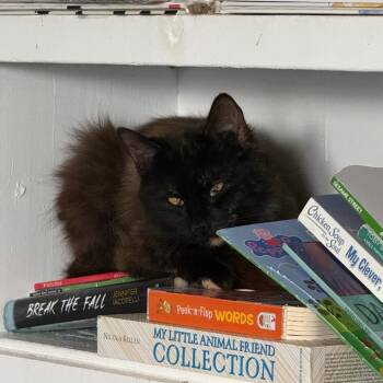 C26-045 Noir -  Domestic Long Hair Cat for Adoption - C26-045 Noir | PetCurious