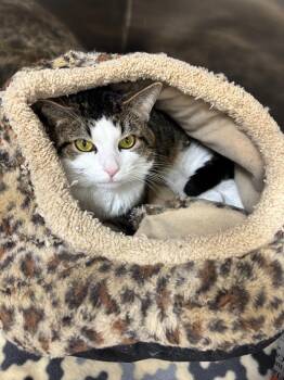 Bobby -  Domestic Short Hair Cat for Adoption in Findlay, Ohio - Bobby | PetCurious