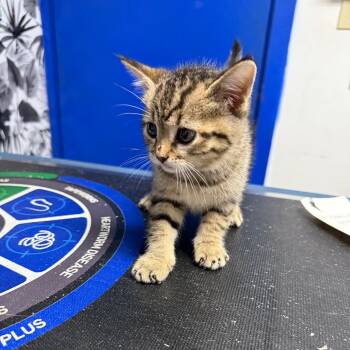 Rescue Domestic Short Hair Cats for Adoption in Wahiawa, Hawaii - Potato | PetCurious