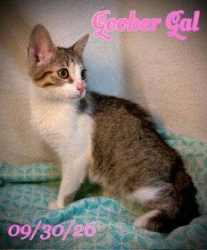 Goober Gal -  Domestic Short Hair Cat for Adoption in Pleasanton, Texas - Goober Gal | PetCurious