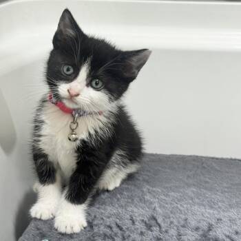 Domestic Medium Hair Cats Available for Adoption in Dallas, Texas - Lumi | PetCurious