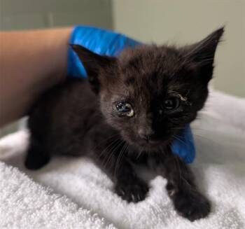 HECATE -  Domestic Short Hair Cat for Adoption in Jacksonville, Florida - HECATE | PetCurious