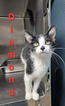 Diamond -  Domestic Short Hair Cat for Adoption in Sullivan, Indiana - Diamond | PetCurious
