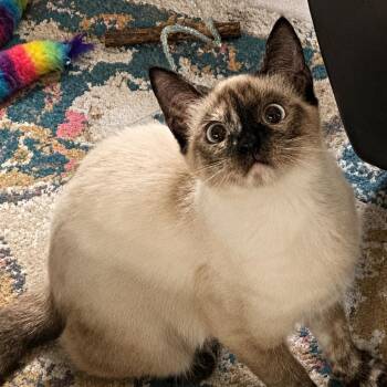 Katherine Hepburn -  Siamese and Domestic Short Hair Cat for Adoption in Boerne, Texas - Katherine Hepburn | PetCurious