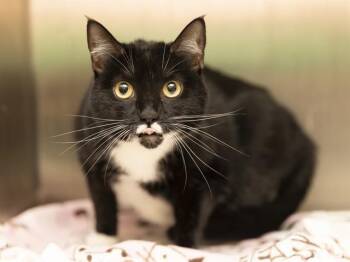 ANNIE -  Domestic Short Hair Cat for Adoption in Phoenix, Arizona - ANNIE | PetCurious
