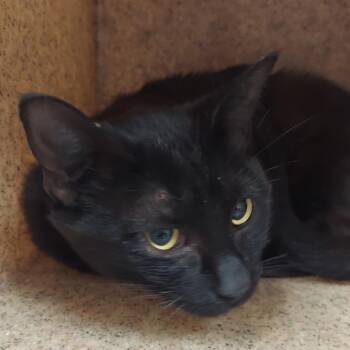 Vlad -  Domestic Short Hair Cat for Adoption in Reno, Nevada - Vlad | PetCurious