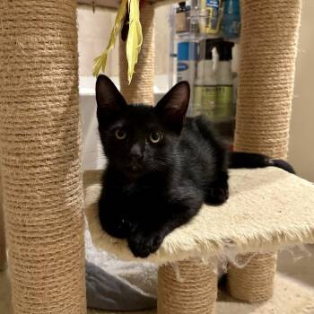 Chevy -  Domestic Short Hair Cat for Adoption in Fort Lauderdale, Florida - Chevy | PetCurious