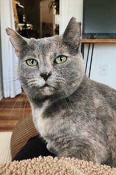 Wanderlust -  Domestic Short Hair Cat for Adoption in Alexandria, Virginia - Wanderlust | PetCurious