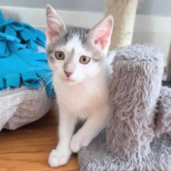 Ozzie -  Domestic Short Hair Cat for Adoption in St. Louis, Missouri - Ozzie | PetCurious