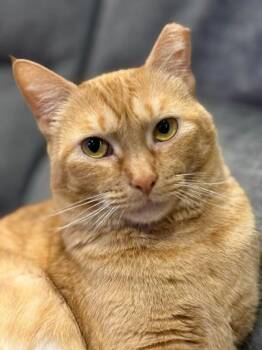 Domestic Short Hair and Tabby Cats Available for Adoption - Sabine Davey | PetCurious