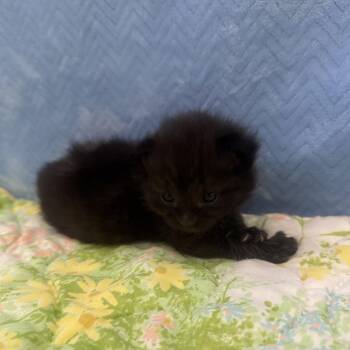 Dylan -  Domestic Short Hair Cat for Adoption in Falls Church, Virginia - Dylan | PetCurious