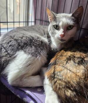 Domestic Short Hair Cats Available for Adoption in Rutherfordton, North Carolina - Sassy | PetCurious