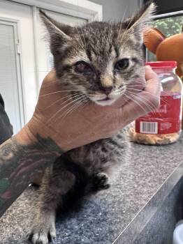 Ren -  Domestic Short Hair Cat for Adoption in Dyersburg, Tennessee - Ren | PetCurious