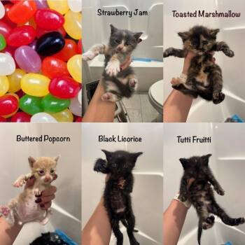 Strawberry Jam -  Domestic Short Hair Cat for Adoption in Lincoln, Nebraska - Strawberry Jam | PetCurious