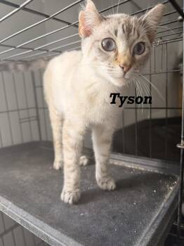 Tyson -  Siamese Cat for Adoption in Leesville, Louisiana - Tyson | PetCurious