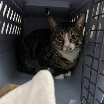 Domestic Short Hair Cats Available for Adoption - Goulash | PetCurious