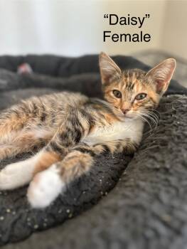Rescue Torbie Cats for Adoption in Fresno, California - Daisy | PetCurious