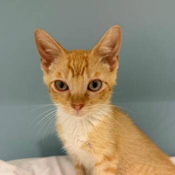 Greenie -  Domestic Short Hair Cat for Adoption in Chattanooga, Tennessee - Greenie | PetCurious