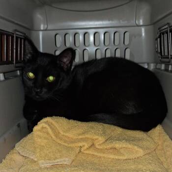 Draco -  Domestic Short Hair Cat for Adoption in Bismarck, North Dakota - Draco | PetCurious