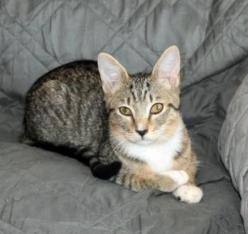 Rescue Domestic Short Hair Cats for Adoption in Marion, North Carolina - Stevie | PetCurious