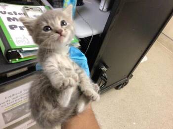 BLOSSOM -  Domestic Short Hair Cat for Adoption in Riverside, California - BLOSSOM | PetCurious