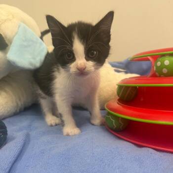 Domestic Short Hair Cats Available for Adoption in Houston, Texas - Miguel | PetCurious