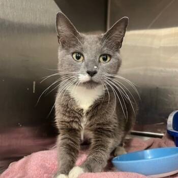 Rescue Domestic Short Hair Cats for Adoption in Cumming, Georgia - Bluebell | PetCurious