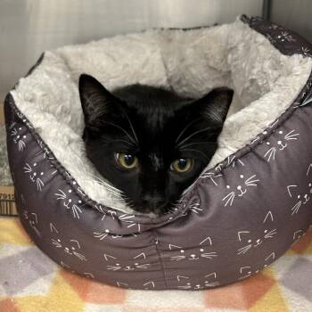 Tux -  Domestic Short Hair Cat for Adoption in Martinsville, Virginia - Tux | PetCurious